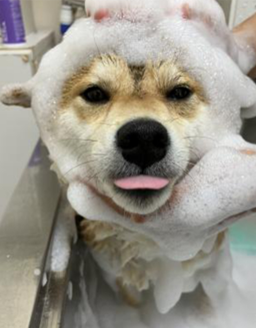 当院では大切な動物たちと飼い主様へお届けするトータルケアの一環として『スキンケアトリミング』を行っております。