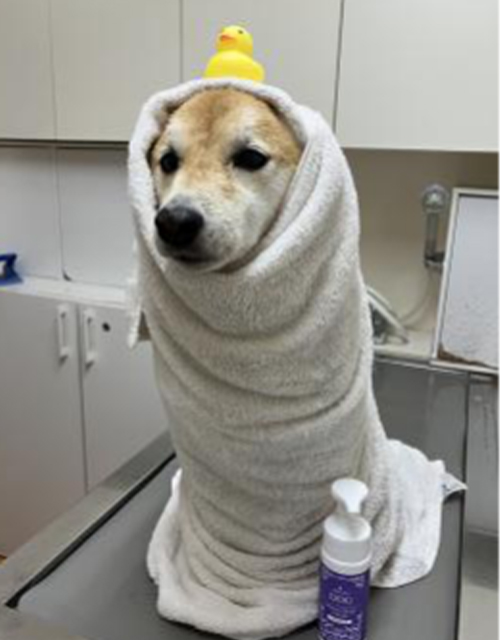 当院では大切な動物たちと飼い主様へお届けするトータルケアの一環として『スキンケアトリミング』を行っております。