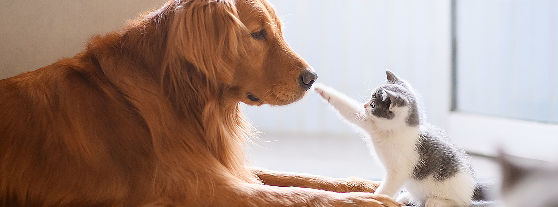 もっともっと、ずっと一緒にいるために。皆さまと動物たちの愛おしい大切な時間が1分1秒でも長く、充実したものになるようにサポートいたします。